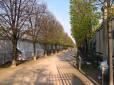  allée bordée d'arbres